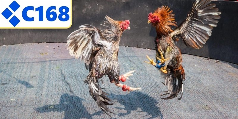 Bí quyết tăng tỷ lệ thắng cược hiệu quả