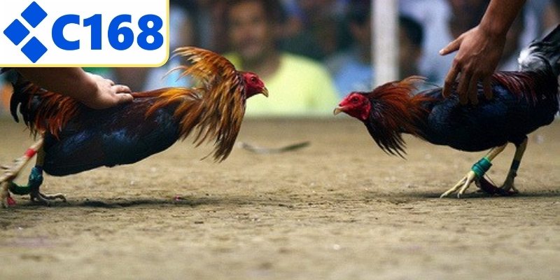 Bí quyết chiến thắng từ cao thủ lâu năm