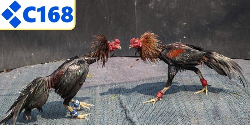 Đá gà Thomo với những trận đấu kịch tính