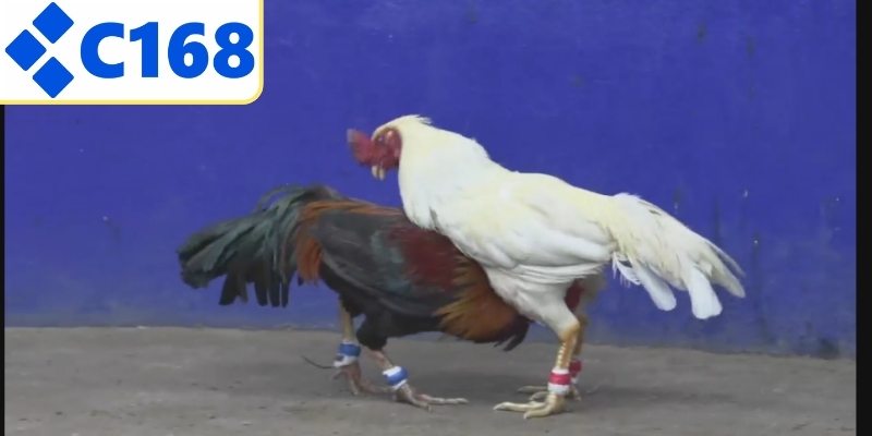 Chiến thuật giúp tăng tỷ lệ thắng cao