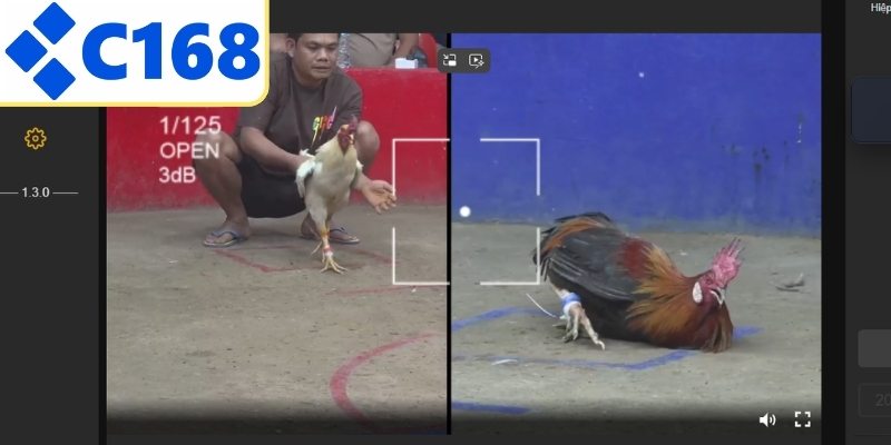 Đá gà trực tuyến thu hút đông đảo người xem